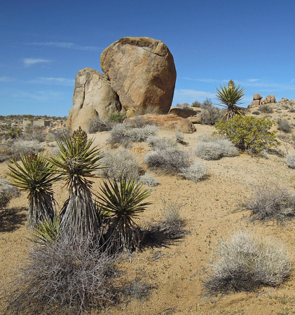Mastodon Trail