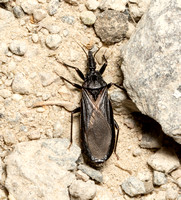 Western Conenose - Triatoma protracta