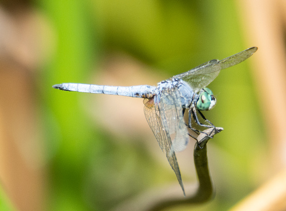 Blue dasher - Pachydiplax longipennis