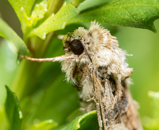 Armyworm moth - Spodoptera sp