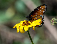 Queen - Danaus gilippus