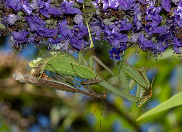 Bordered Mantis - Stagmomantis limbata