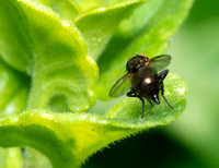 Leaf-miner fly - Unidentified sp.