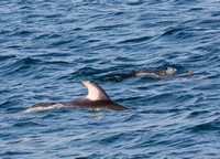 Pacific white-sided dolphin- Lagenorhynchus obliquidens