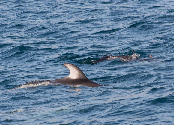Pacific white-sided dolphin- Lagenorhynchus obliquidens