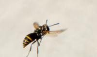 Mason Wasp - Pachodynerus pulverulentus