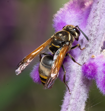 Mason Wasp - Pachodynerus pulverulentus