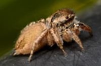 Jumping spider - Habronattus pyrrithrix