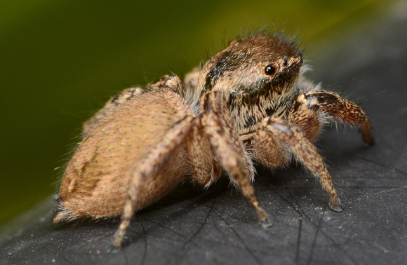 Jumping spider - Habronattus pyrrithrix