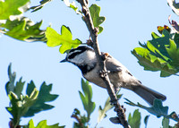 Mountain Chickadee- Poecile gambeli