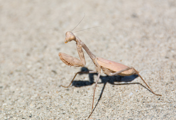 Bordered Mantis - Stagmomantis limbata