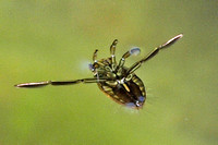 Backswimmer - Family Notonectidae