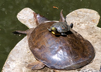 Florida softshelled turtle - Apalone ferox wearing a Red-eared slider - Trachemys scripta elegans