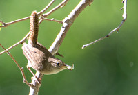 Northern House Wren - Troglodytes aedon