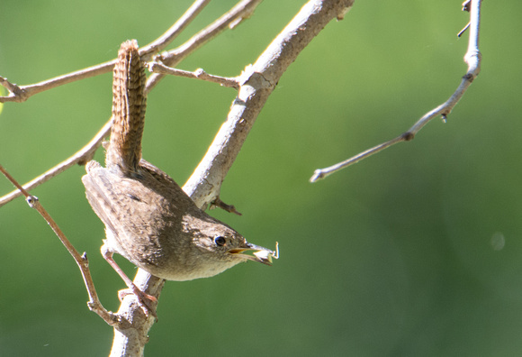 Northern House Wren - Troglodytes aedon