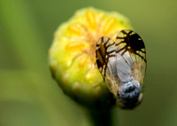 Fruit fly - Trupanea sp