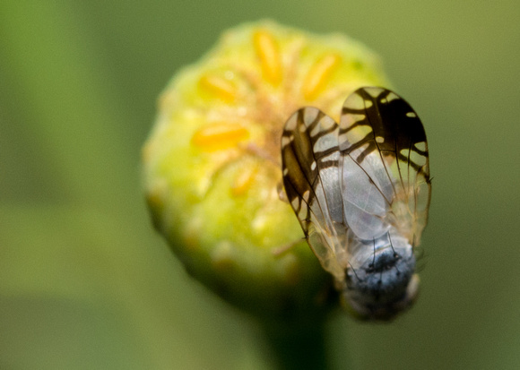 Fruit fly - Trupanea sp