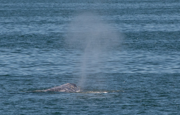 Gray whale - Eschrichtius robustus