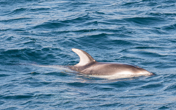 Pacific white-sided dolphin- Lagenorhynchus obliquidens