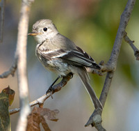 Gray Flycatcher - Empidonax wrightii