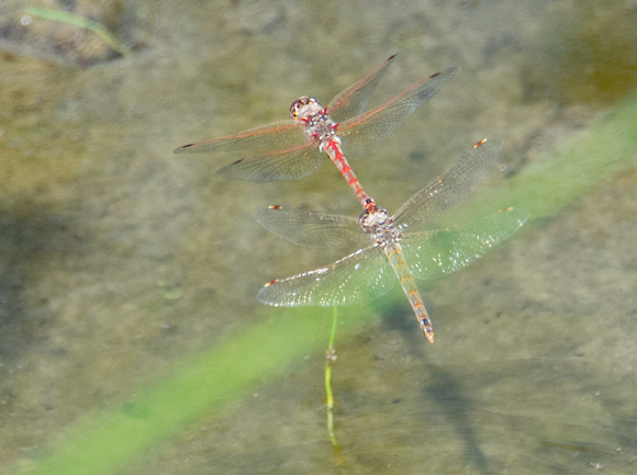 Variegated Meadowhawk - Sympetrum corruptum