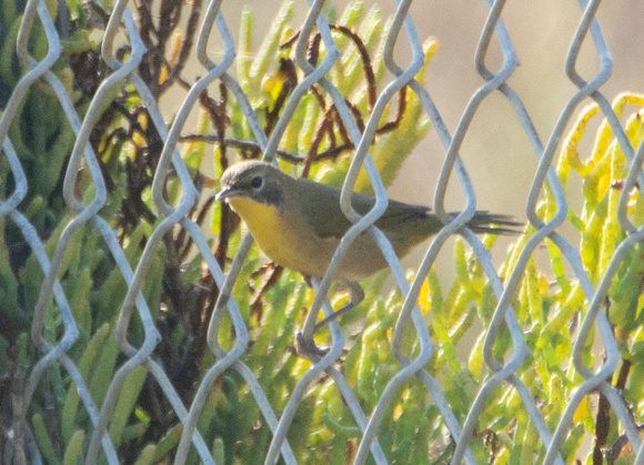 Common Yellowthroat - Geothlypis trichas