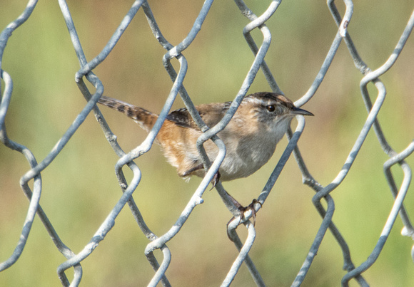 Marsh Wren - Cistothorus palustris