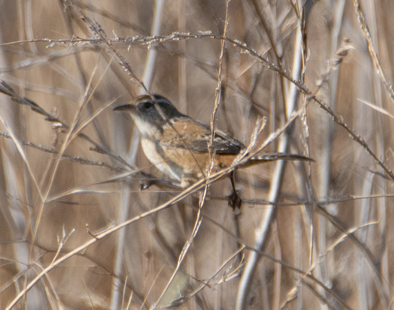 Marsh Wren - Cistothorus palustris