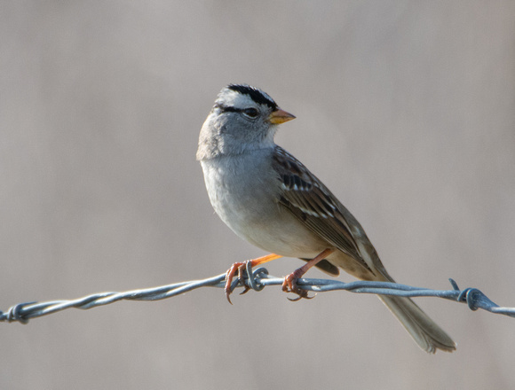 White Crowned Sparrow - Zonotrichia leucophyrs