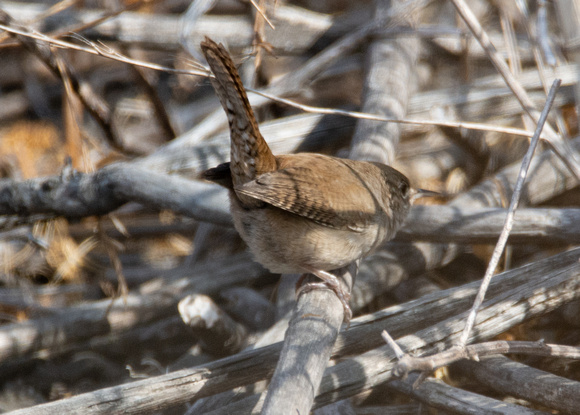 Northern House Wren - Troglodytes aedon
