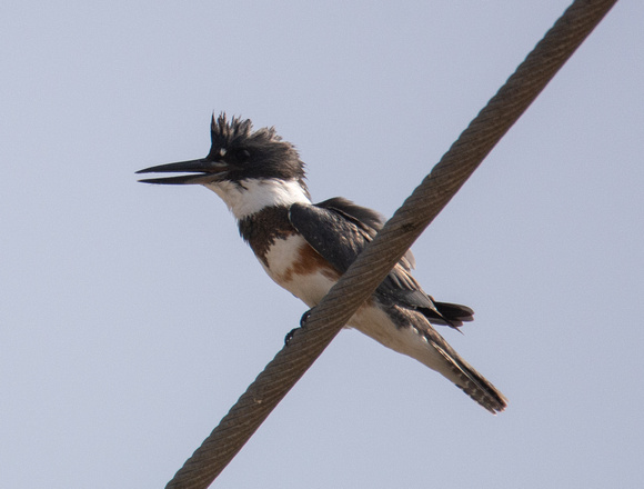 Belted Kingfisher - Ceryle alcyon, Los Cerritos Wetlands