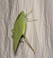 Angle-wing katydid -Microcentrum sp.