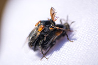 Wedge-shaped beetle - Ripiphorus sp.