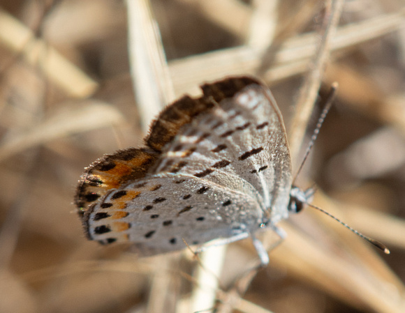 Acmon blue - Icaricia acmon