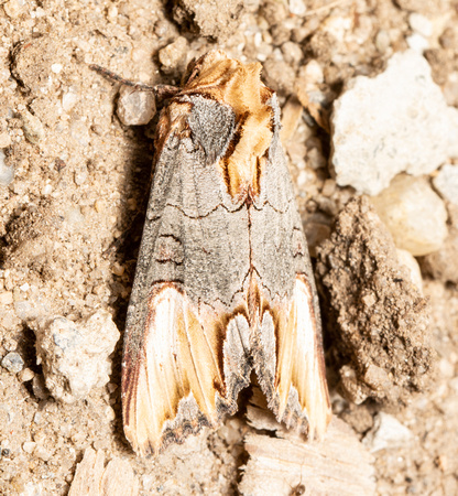 Broken Twig Moth - Admetovis similaris