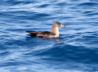 Pink-footed Shearwater - Ardenna creatopus