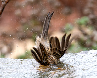 Clay-colored Sparrow - Spizella pallida