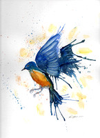 Western Bluebird - Watercolor