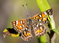 Irvine Ranch, IRC Butterfly Count 10-07-2018