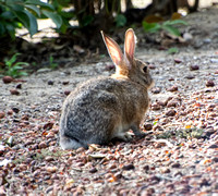 Desert cottontail  - Sylvilagus audubonnii