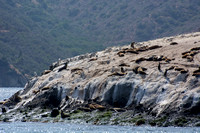 California sea lion - Zalophus californianus