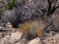 Mormon Tea - Ephedra californica