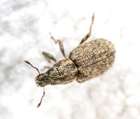 Clover Weevil - Sitona hispidulus