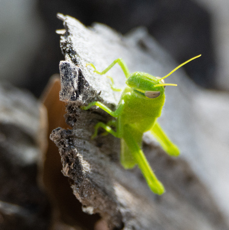 Grasshopper - Unidentified sp.
