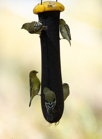 Lesser Goldfinch - Carduelis psaltria