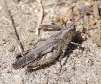 Painted meadow grasshopper - Chimarocephalia pacifica incisa