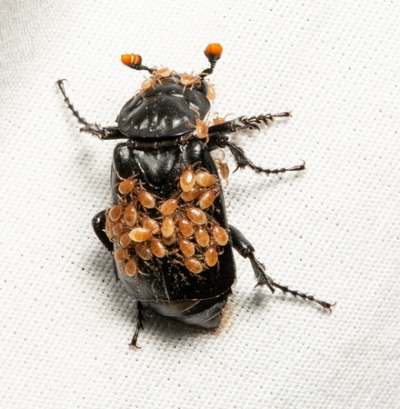 Black burying beetle - Nicrophorus nigrita