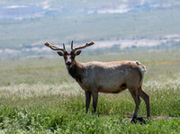 Tule Elk - Cervus canadensis ssp. nannodes