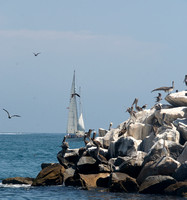 Brown Pelican - Pelecanus occidentalis,