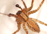 Corner spider - Hololena sp.